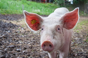An inquisitive young pig explores the farm, surrounded by greenery and open space, showcasing rural life. HD wallpaper