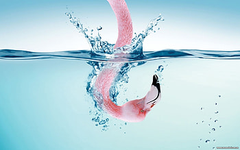 Animals, Birds, Water, Art , Flamingo HD wallpaper