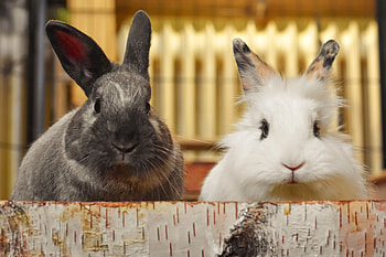Rabbits, animal, nature, graphy, rabbit HD wallpaper