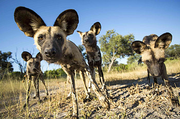 Hyena, animal, dog, canine HD wallpaper