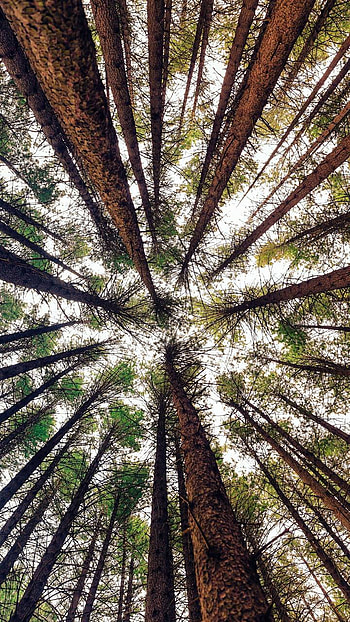 Looking Up in Redwood Forest, green, earth, nature, forest HD phone wallpaper