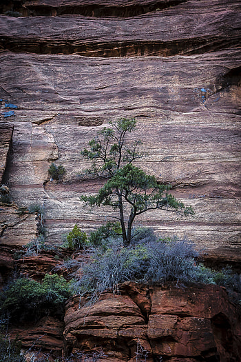 Nature, Bush, Rocks, Wood, Tree, Stone HD phone wallpaper