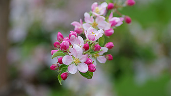 Light Pink Apple Flowers Buds Green Leaves Tree Branches Blur Background Flowers HD wallpaper