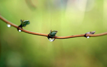 Background, Drops, Macro, Branch, Dew, Spring HD wallpaper