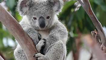 Koala, Animals, Cute, Australia HD wallpaper