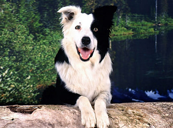 Happy Border Collie, dogs, happy, border collie, black and white HD wallpaper