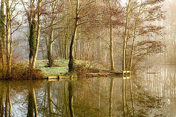 Nature, Trees, Lake, Reflection, Forest, Fog HD wallpaper