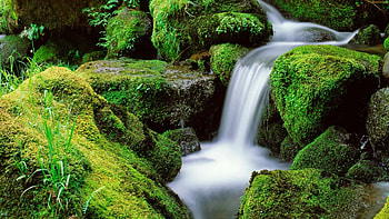 Forest fall, serenity, nice, quiet, trees, greenery, water, beautiful, grass, falling, pretty, green, branches, waterfall, nature, lovely, calmness, forest, stream HD wallpaper