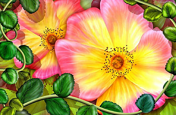 Roses, summer, rose, pink, yellow, flower, green, trandafir HD wallpaper