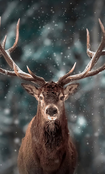 Snowy reindeer scene, Breathtaking beauty, Winter wonderland, Cold enchantment HD phone wallpaper