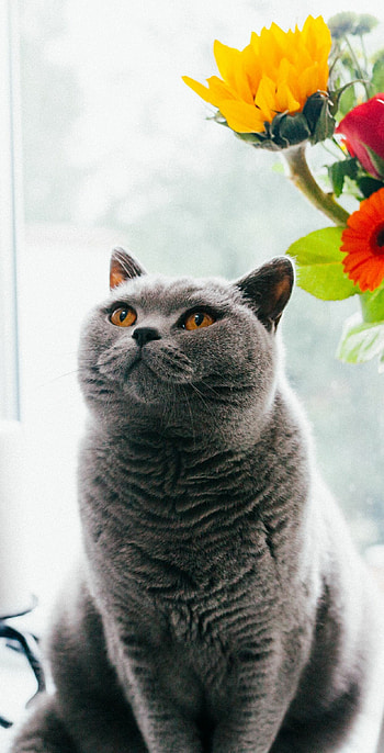 British Cat, Elegantly portrayed, Classic charm, Feline beauty HD phone wallpaper