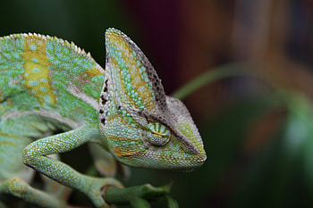 Animals, Color, Reptile, Chameleon HD wallpaper
