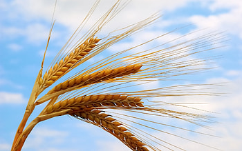 Plants, Objects, Wheat HD wallpaper