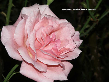 FOR YOU TENTSWANG FROM KATE, gorgeous, rose, pink, beautiful HD wallpaper