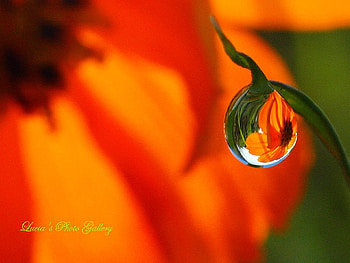 Flower in Drop, beautiful HD wallpaper