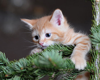 sweet little kitty, sweet, pine tree, kitty, cat, red tiger HD wallpaper