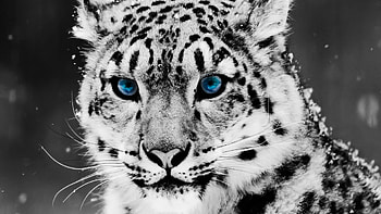 Tiger, animal, eyes, snow HD wallpaper