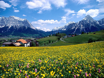 Plants, Landscape, Flowers, Mountains HD wallpaper
