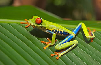 A colorful red-eyed tree frog resting on a green leaf in close-up view. HD wallpaper