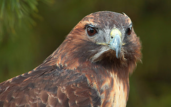 Animals, Birds HD wallpaper
