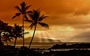 Sunset In The Tropics, tropical, beaches, nature, palm trees, sunset, ocean HD wallpaper