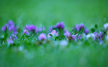 Flowers, Grass, Macro, Greased, Smeared HD wallpaper