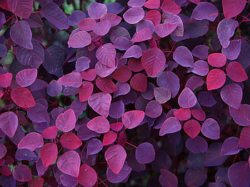 Animals, Plants, Background, Leaves, Violet HD wallpaper
