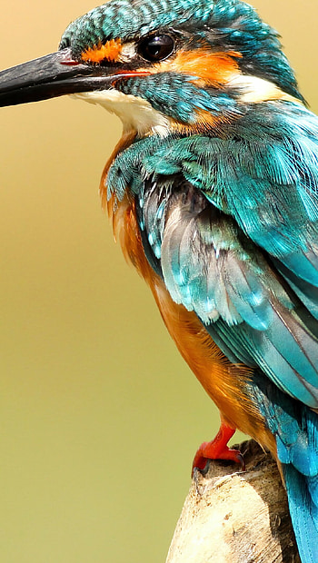 Kingfisher bird , Ultra HD phone wallpaper