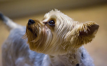 Profile, Yorkshire Terrier HD wallpaper