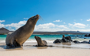 Galapagos Islands, Sea Lions HD wallpaper