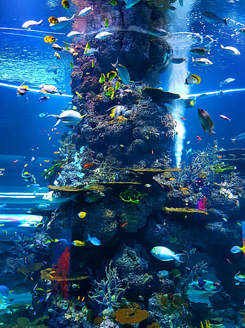 Sunken treasure, Artificial reefs, Storage containers, Underwater storage wonder HD phone wallpaper