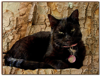 Texturised cat., ariel, black, sofa, bombay, texture, cat HD wallpaper