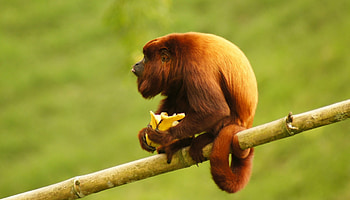 The Guyanan red, Howler Monkey HD wallpaper