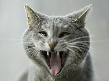 Animals, Cat, Aggression, Cool HD wallpaper