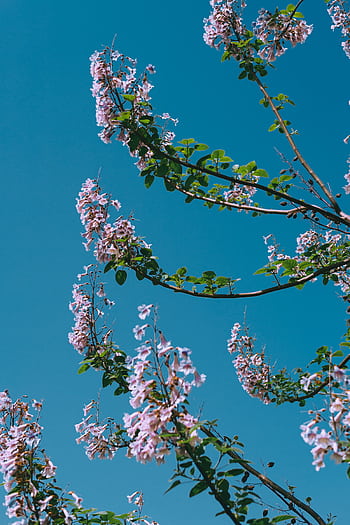 Pink floral branches reach toward a cloudless sky, capturing the essence of spring. HD phone wallpaper