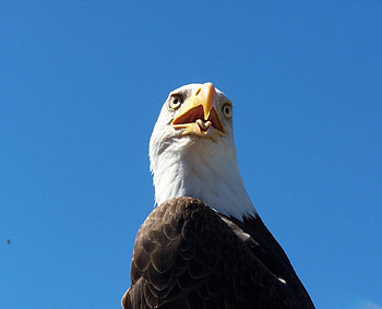 bald eagle, beautiful, eagle HD wallpaper