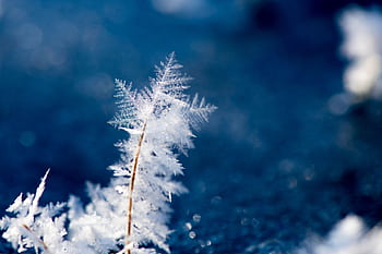 Close-up of intricate ice crystal formations on a cold winter day outdoors. HD wallpaper