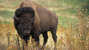 Buffalo, animal, american, bison HD wallpaper