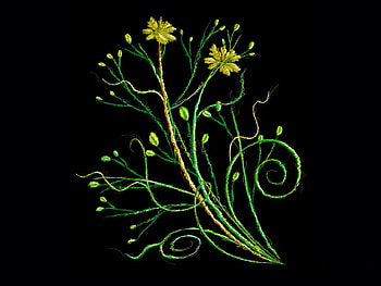 Two is better than one, yellow, green, nature, flowers, spring HD wallpaper
