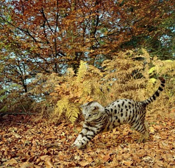 pouncing a mouse....., silver, cats, pouncing mouse, animals HD wallpaper