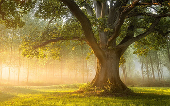 The Lord of Oaks, leaves, nature, oak, tree HD wallpaper