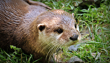 Wild otter, Jungle animal, Nature graphy HD wallpaper