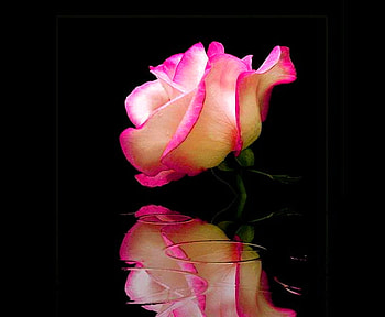 Soft reflection, rose, black, reflection, pink and white HD wallpaper