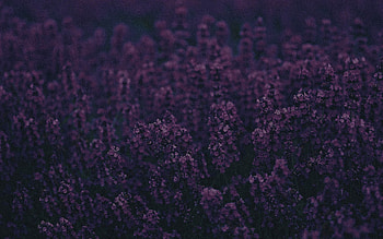 Lavender, lavender, flowers, trees, landscape HD wallpaper