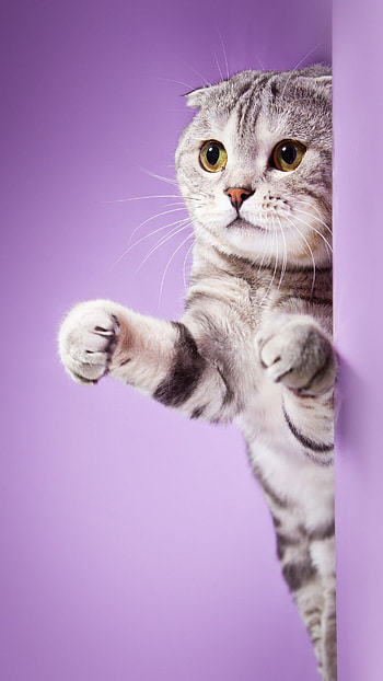 Playful, Scottish Folds HD phone wallpaper