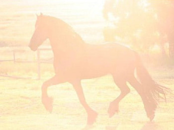 Erwin in the sunset, erwin, horse, friesian, beautiful, stallions, sunset HD wallpaper