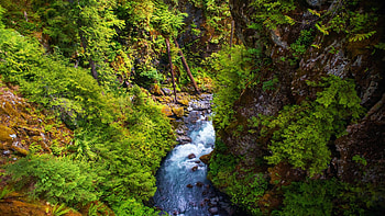 Hoh River in Olympic National Park, Washington, trees, creek, rocks, forest, usa HD wallpaper
