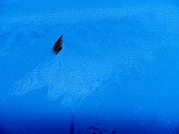 Frosty Leaf, Leaf, Frost, Nature, graphy HD wallpaper