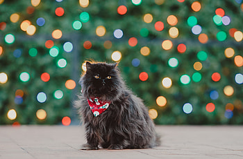Animals, Cat, Fluffy, Pet, Persian Cat HD wallpaper
