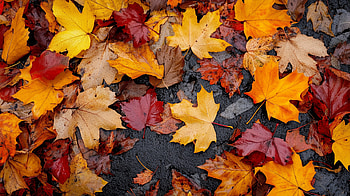 : Embrace the Beauty of Fall Leaves, fall, leaf, fall weather, Autumn, foliage HD wallpaper